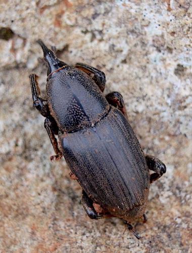 Sphenophorus sp.